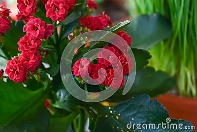 Blooming flowers of Calandiva â€˜Leonardoâ€™, Christmas kalanchoe, flaming Katy Kalanchoe blossfeldiana Stock Photo